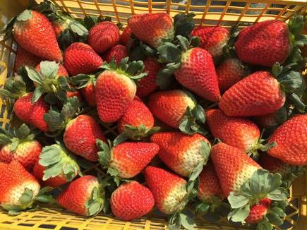 Order Blueberries or Strawberries food online from West Egg Cafe store, Chicago on bringmethat.com